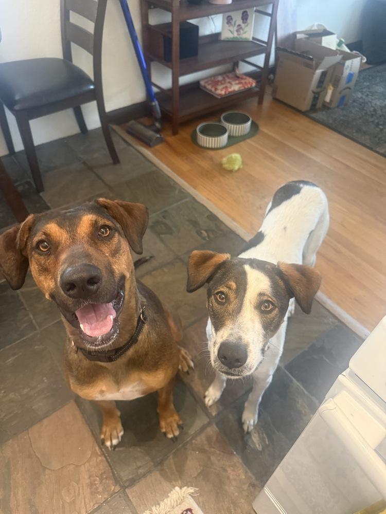 Enlarge Freya, a Adoptable mixed breed in Denver, CO image 4/6