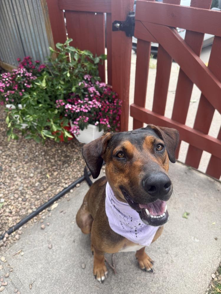 Enlarge Freya, a Adoptable mixed breed in Denver, CO image 5/6
