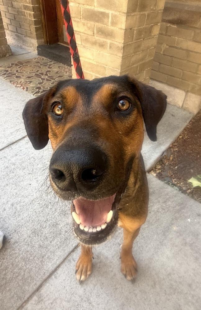 Freya, a Adoptable mixed breed in Denver, CO image 5/5