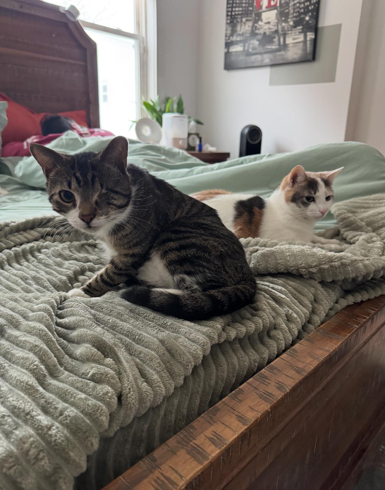 Enlarge Willie & Lily, a Adoptable Domestic Short Hair in Philadelphia, PA image 6/6