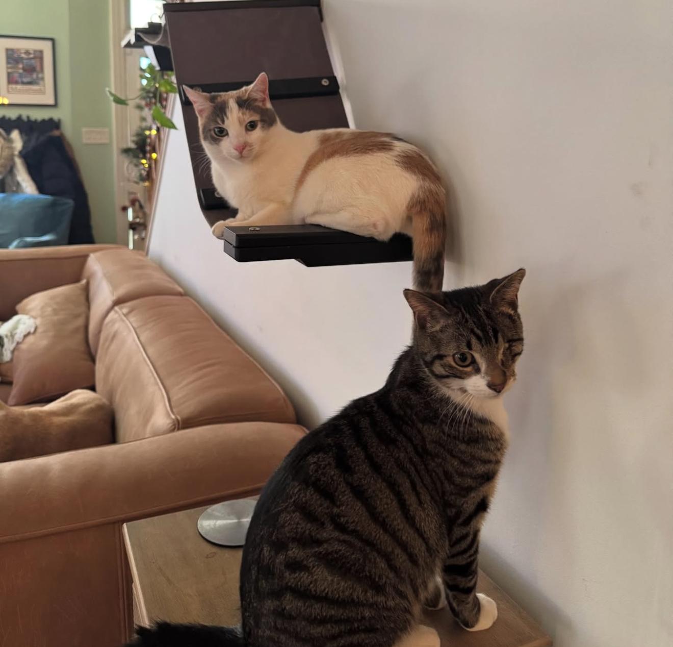 Enlarge Willie & Lily, a Adoptable Domestic Short Hair in Philadelphia, PA image 5/6