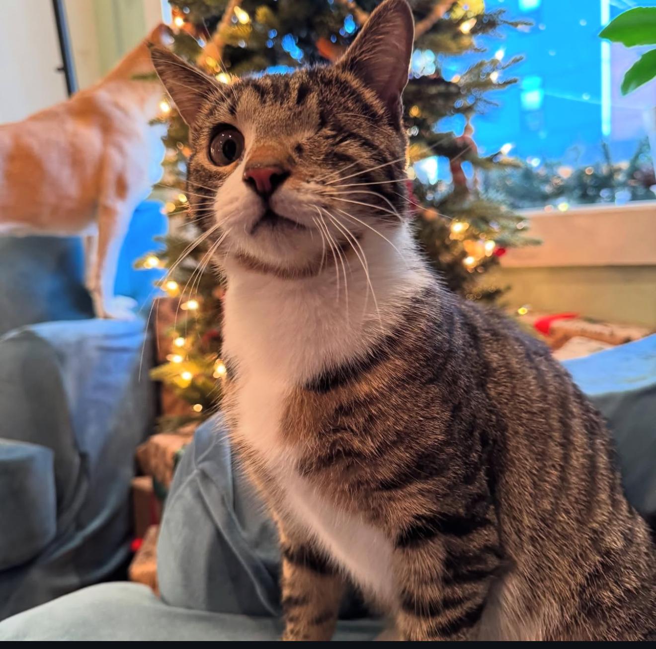 Enlarge Willie & Lily, a Adoptable Domestic Short Hair in Philadelphia, PA image 3/6