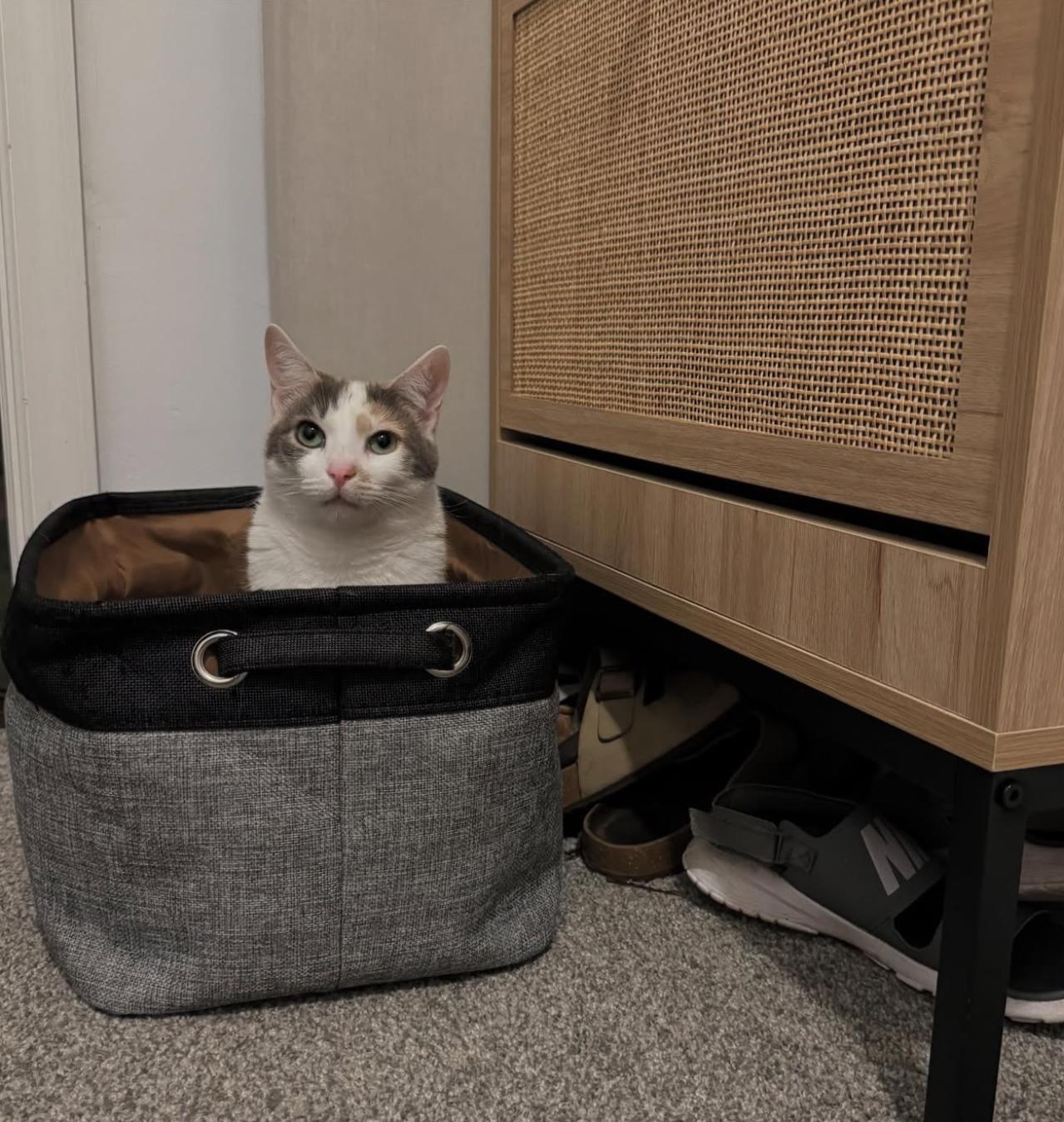 Enlarge Willie & Lily, a Adoptable Domestic Short Hair in Philadelphia, PA image 4/6