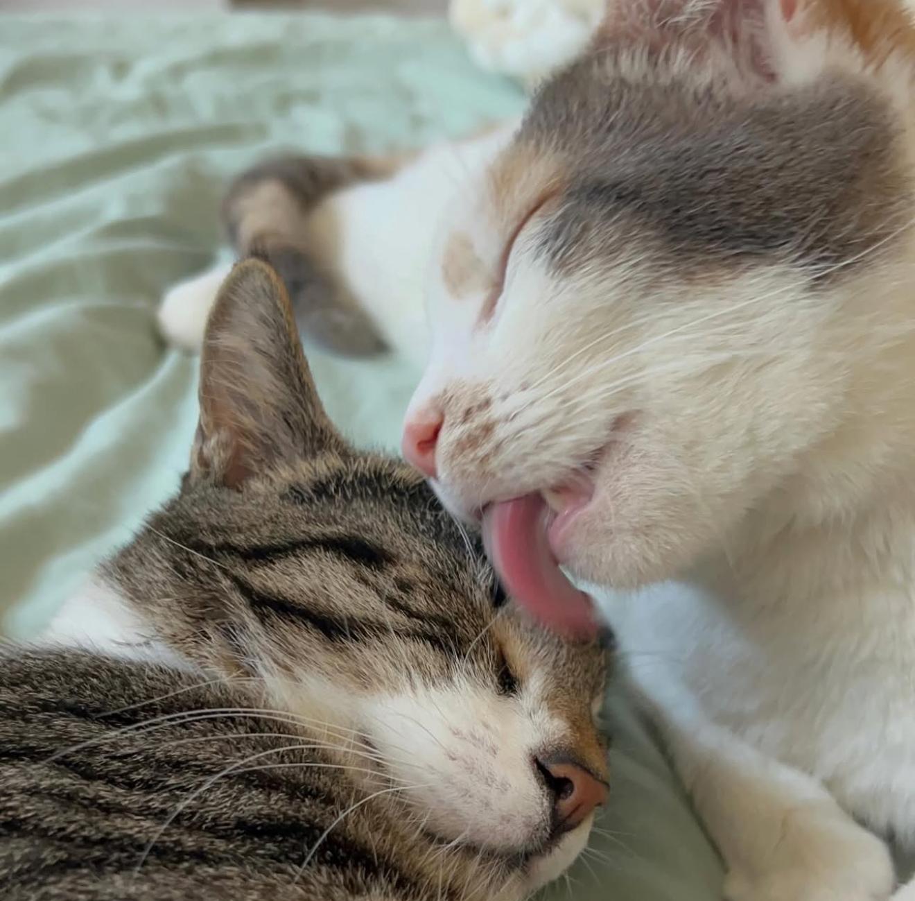 Enlarge Willie & Lily, a Adoptable Domestic Short Hair in Philadelphia, PA image 1/6