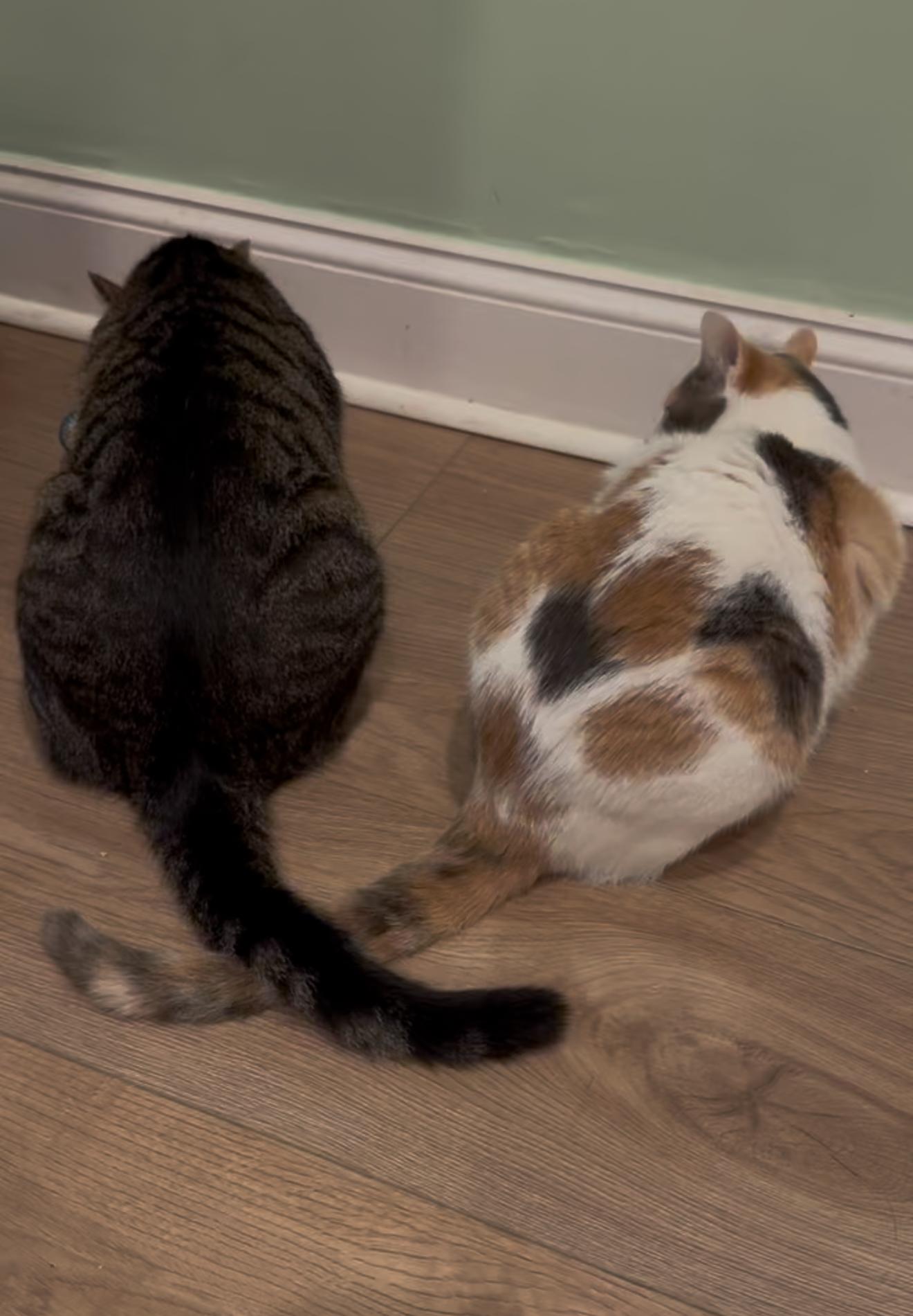 Enlarge Willie & Lily, a Adoptable Domestic Short Hair in Philadelphia, PA image 2/6