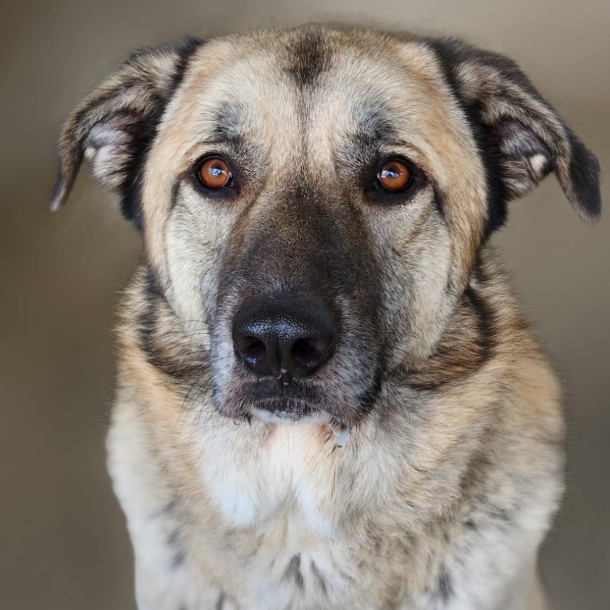 Enlarge Charlie, an adoptable mixed breed in House Springs, MO image 1/3