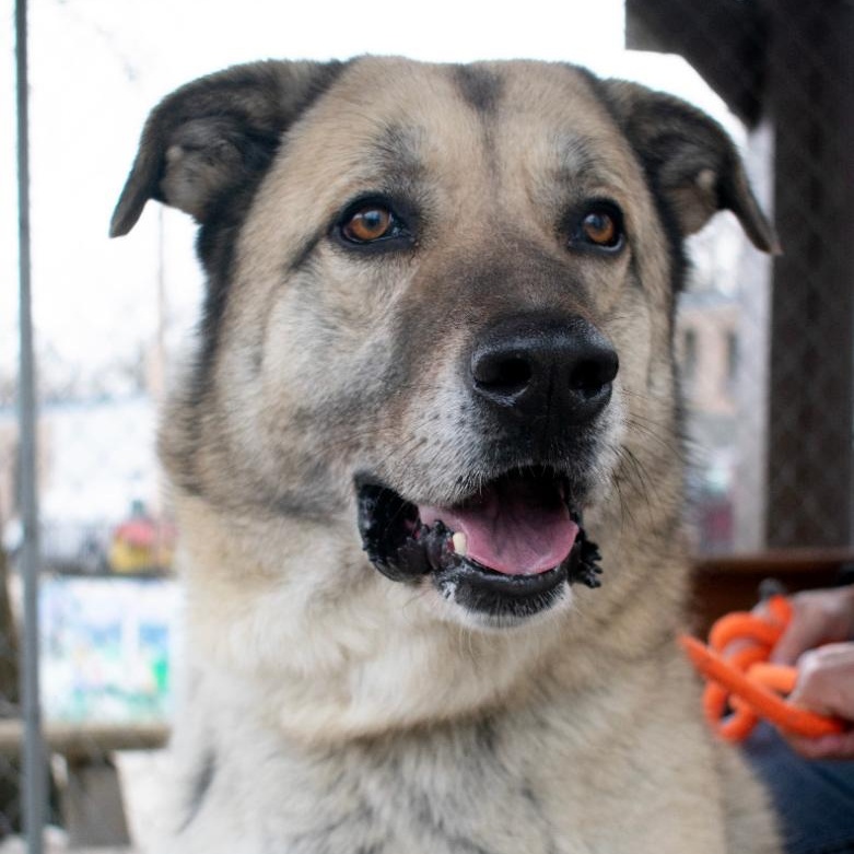 Enlarge Charlie, an adoptable mixed breed in House Springs, MO image 2/3