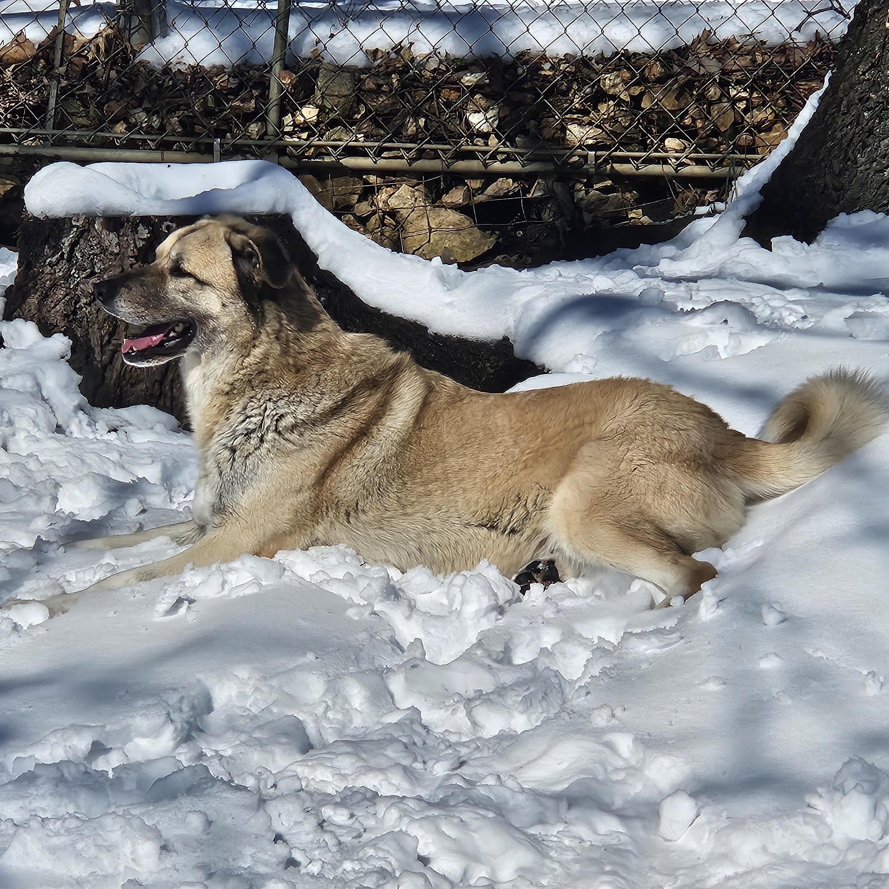 Enlarge Charlie, an adoptable mixed breed in House Springs, MO image 3/3