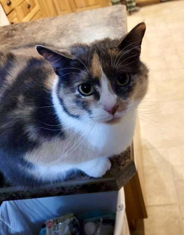 Enlarge Hera, a ADOPTABLE American Shorthair in Milbank, SD image 1/1