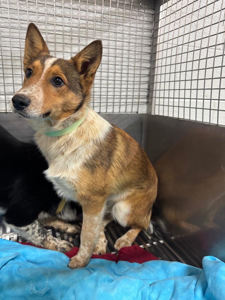 Enlarge Coco - Adoptable Awaiting S/N, a Adoptable Australian Cattle Dog / Blue Heeler in Chickamauga , GA image 1/1