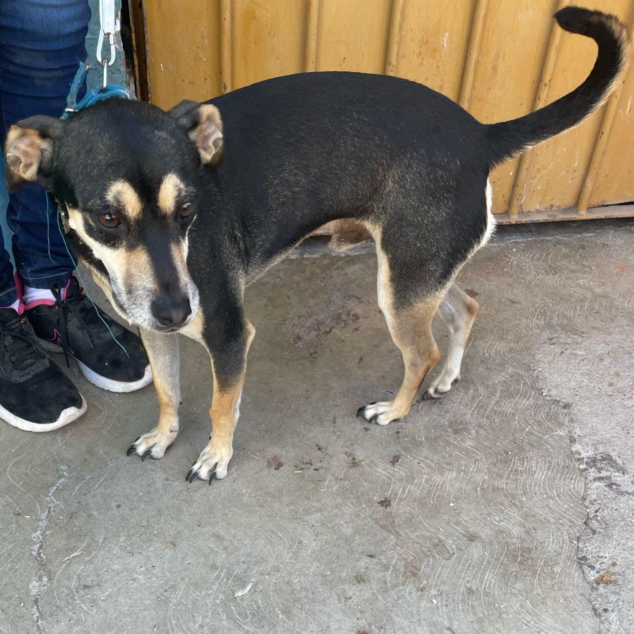 Enlarge Charlie, a Adopted mixed breed in Toronto, ON image 3/3