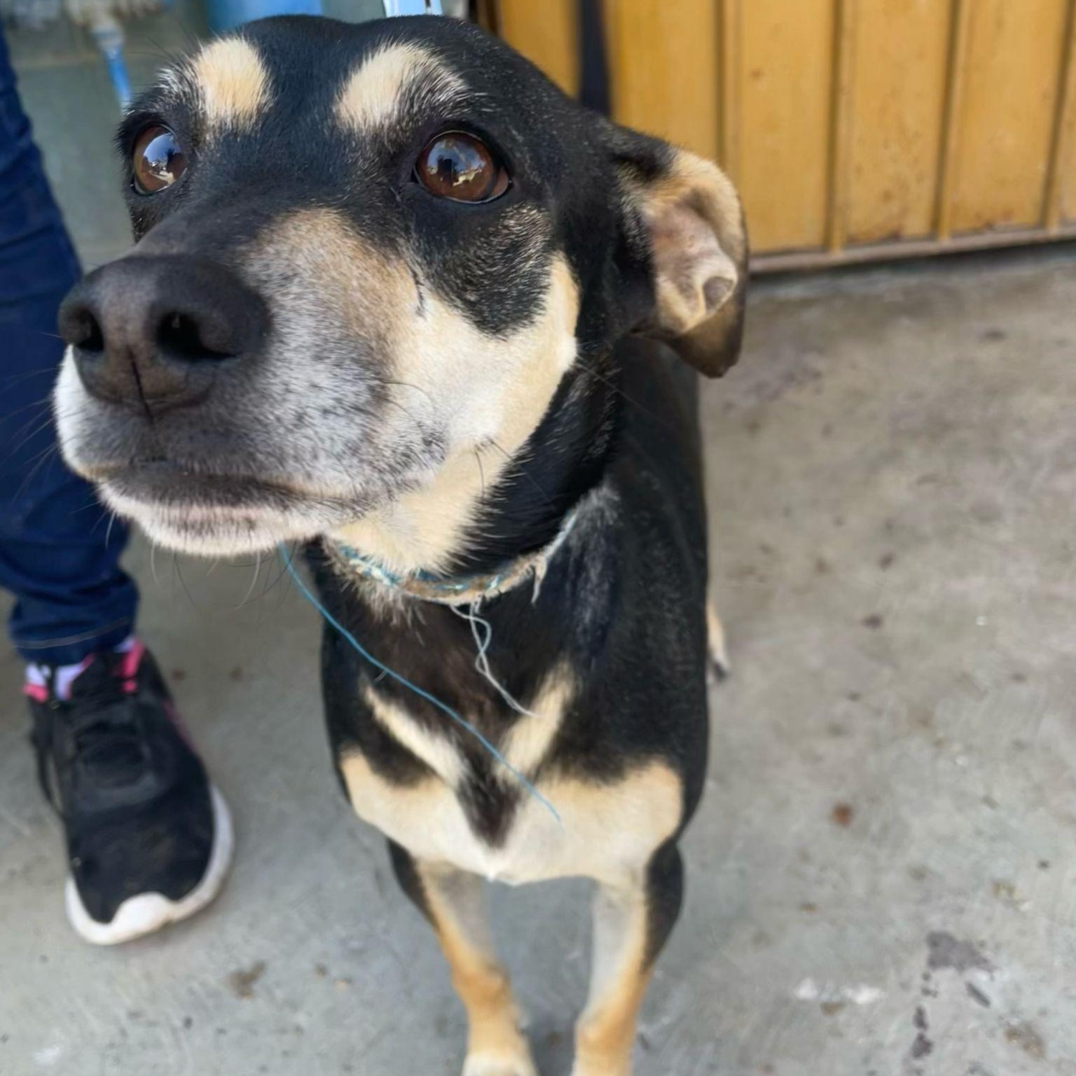 Enlarge Charlie, a Adopted mixed breed in Toronto, ON image 2/3