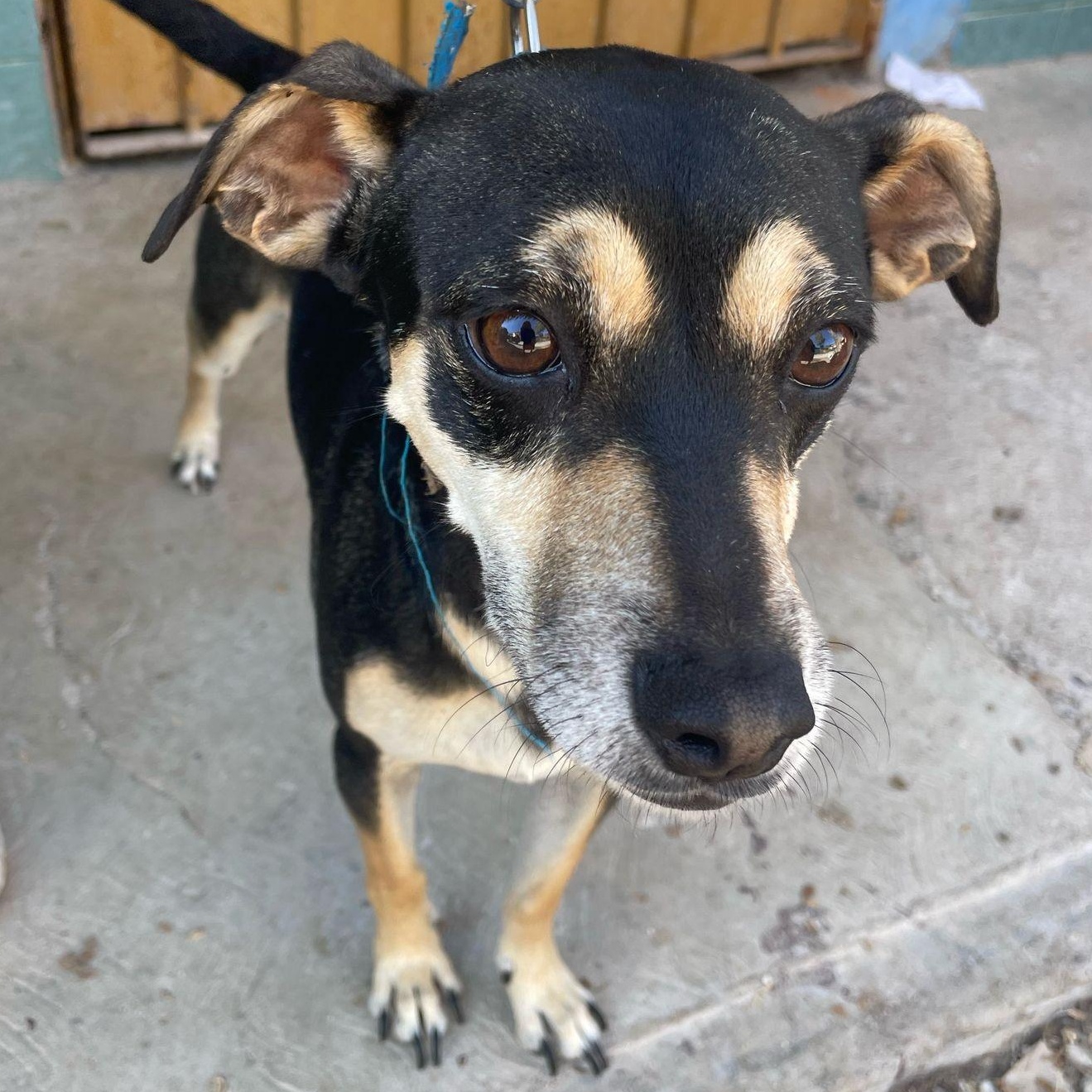 Charlie, Adopted, Adult Male Rat Terrier.