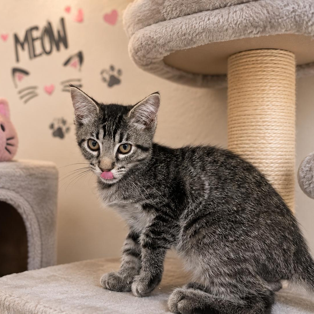 Enlarge Uno, a ADOPTABLE Domestic Short Hair in Chandler, AZ image 2/2
