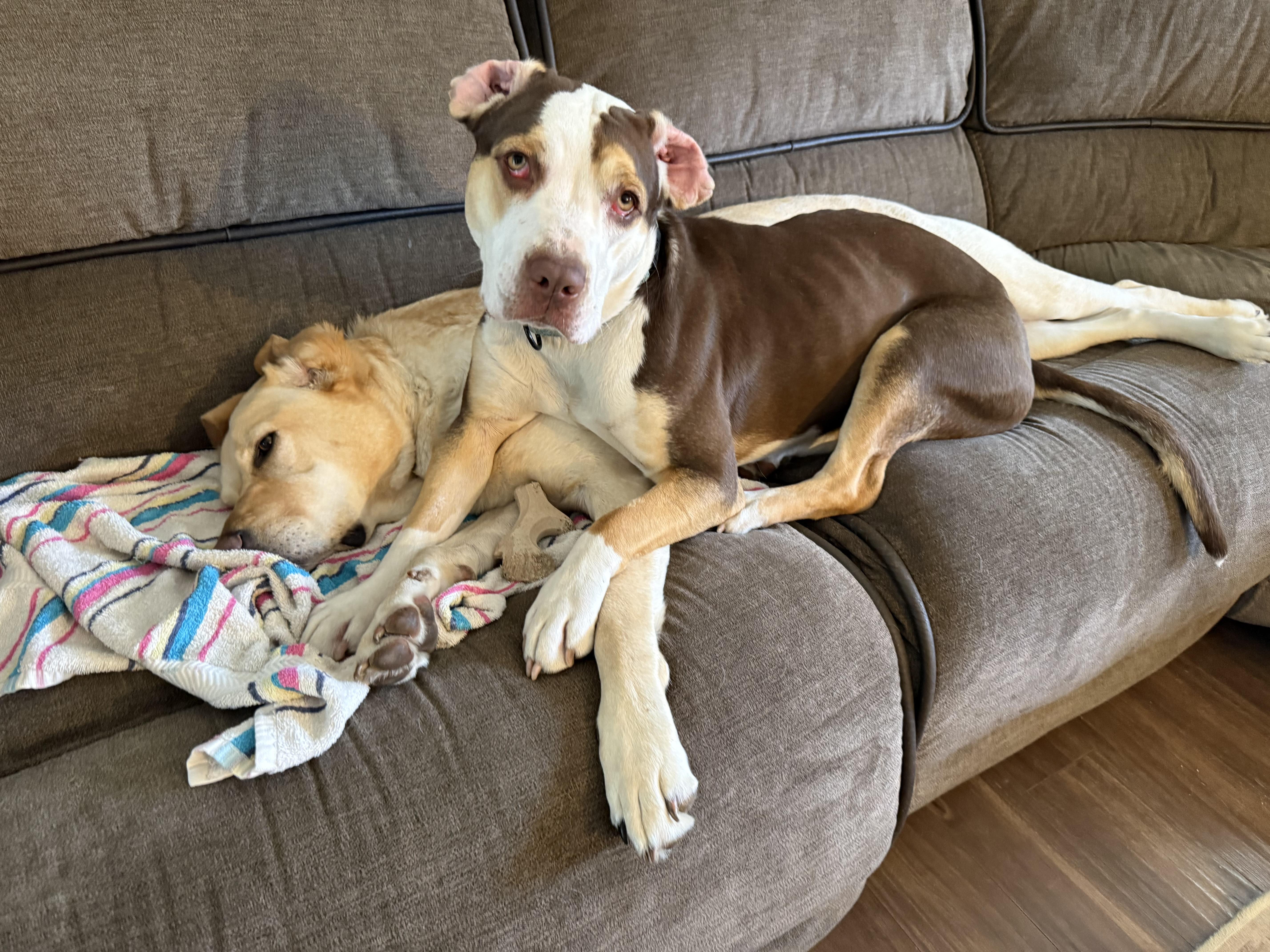 Enlarge Opal, an adoptable Mixed Breed in Argyle, NY image 4/6