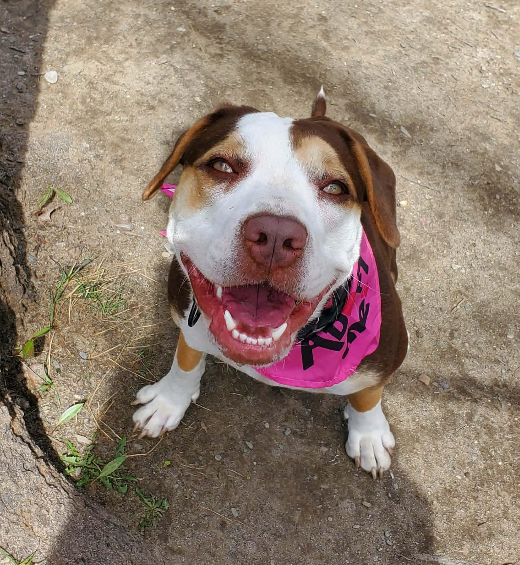 Enlarge Opal, an adoptable Mixed Breed in Argyle, NY image 6/6