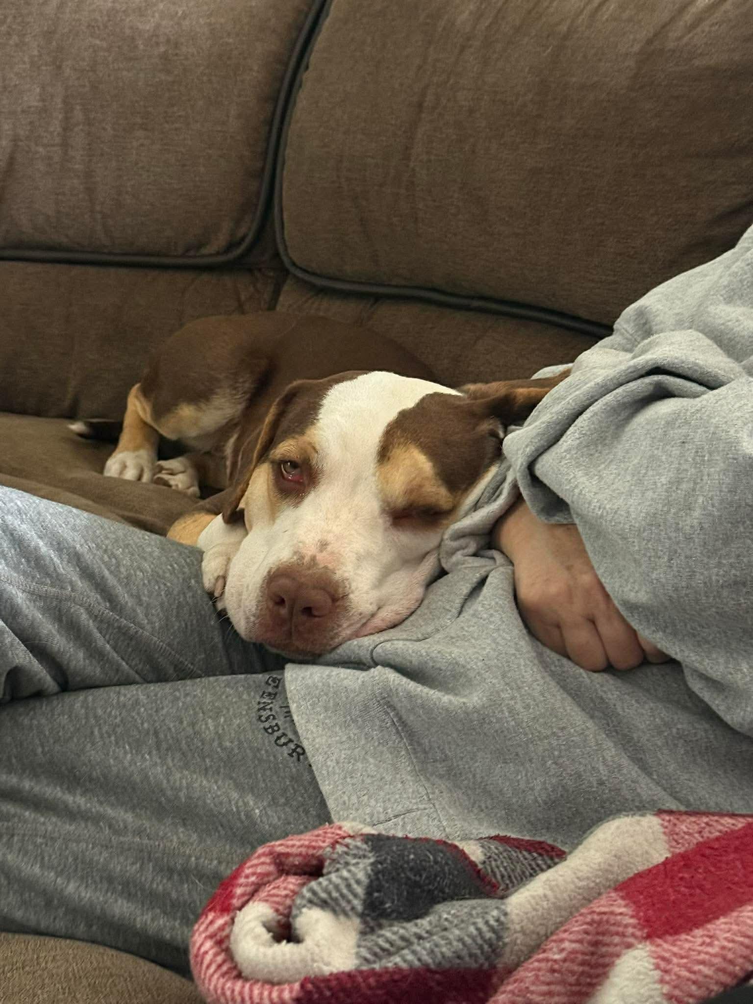 Enlarge Opal, an adoptable Mixed Breed in Argyle, NY image 5/6