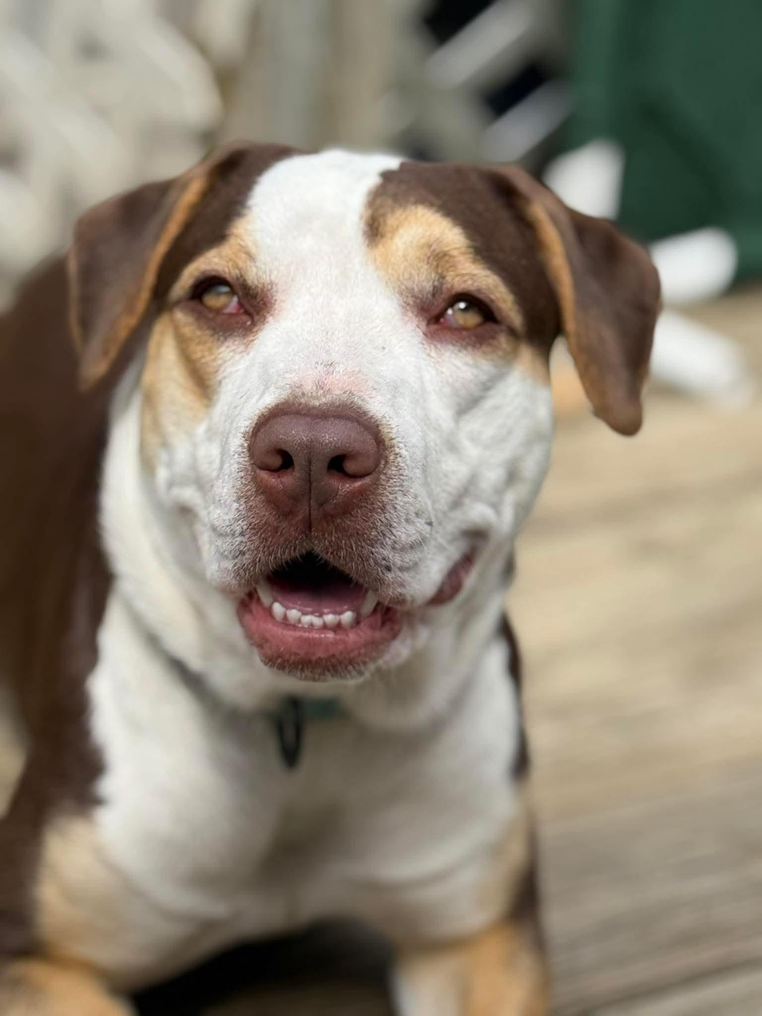 Opal, adoptable, Puppy Female Mixed Breed.