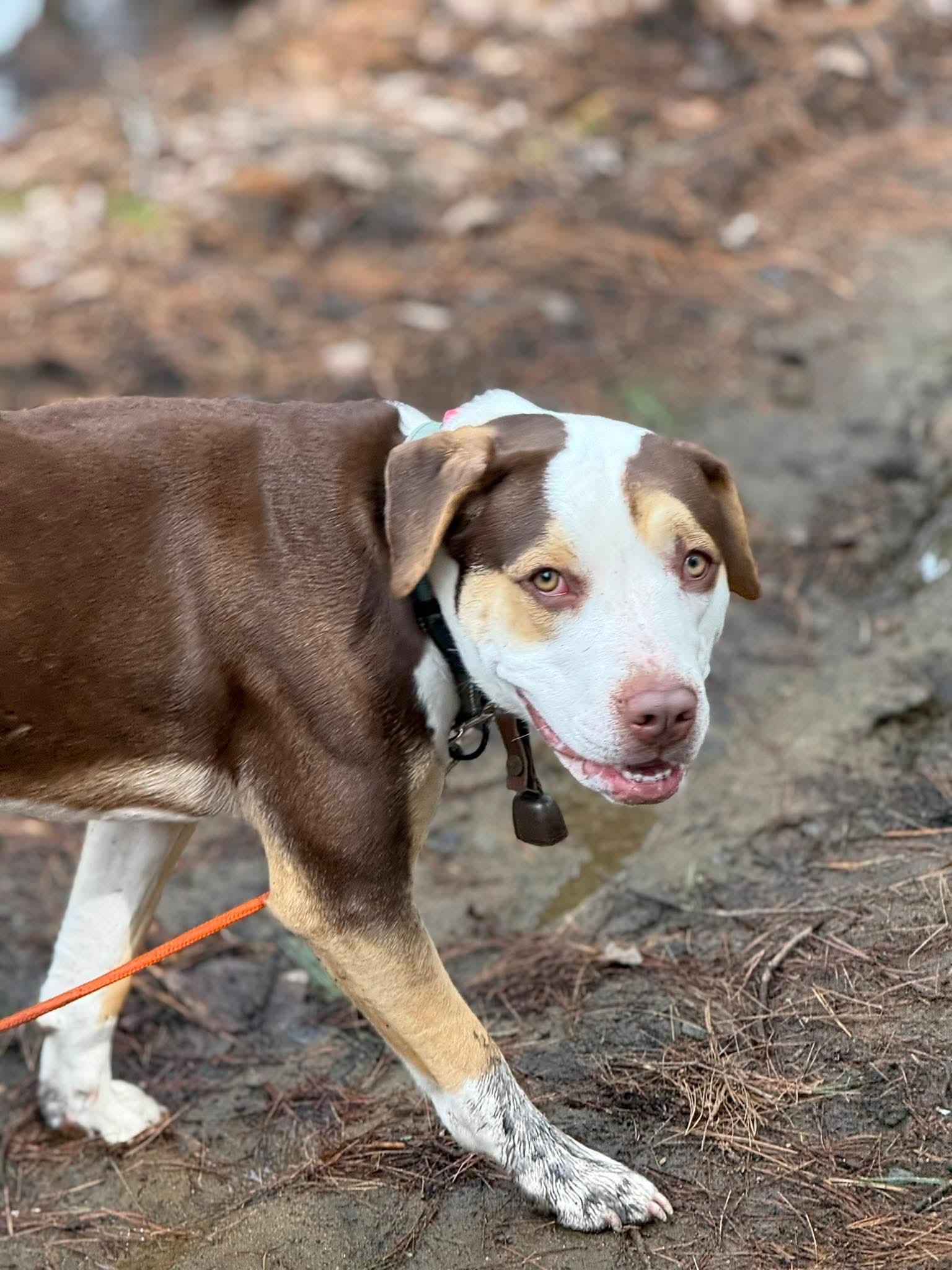 Enlarge Opal, an adoptable Mixed Breed in Argyle, NY image 6/6