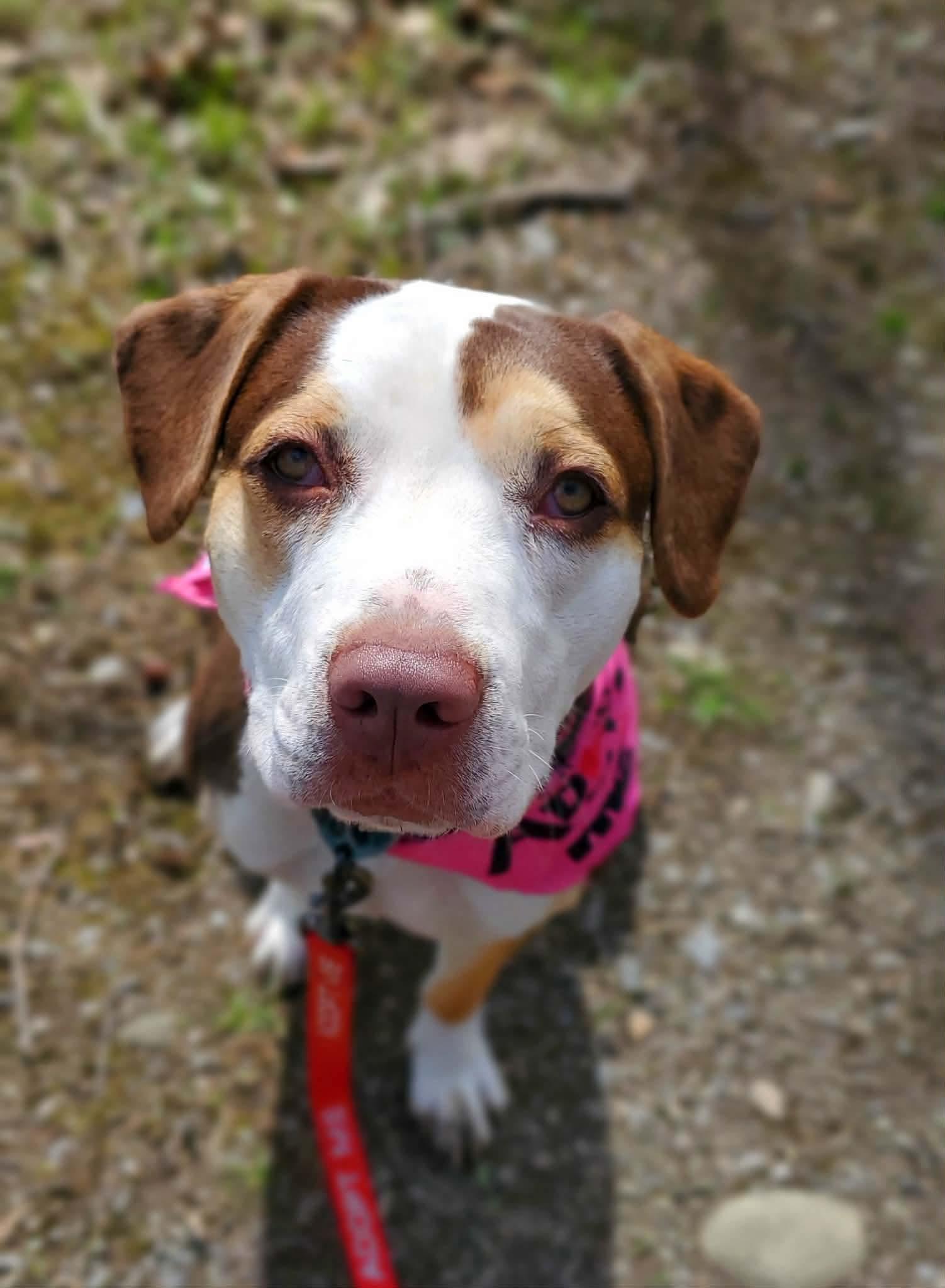 Enlarge Opal, an adoptable Mixed Breed in Argyle, NY image 1/6