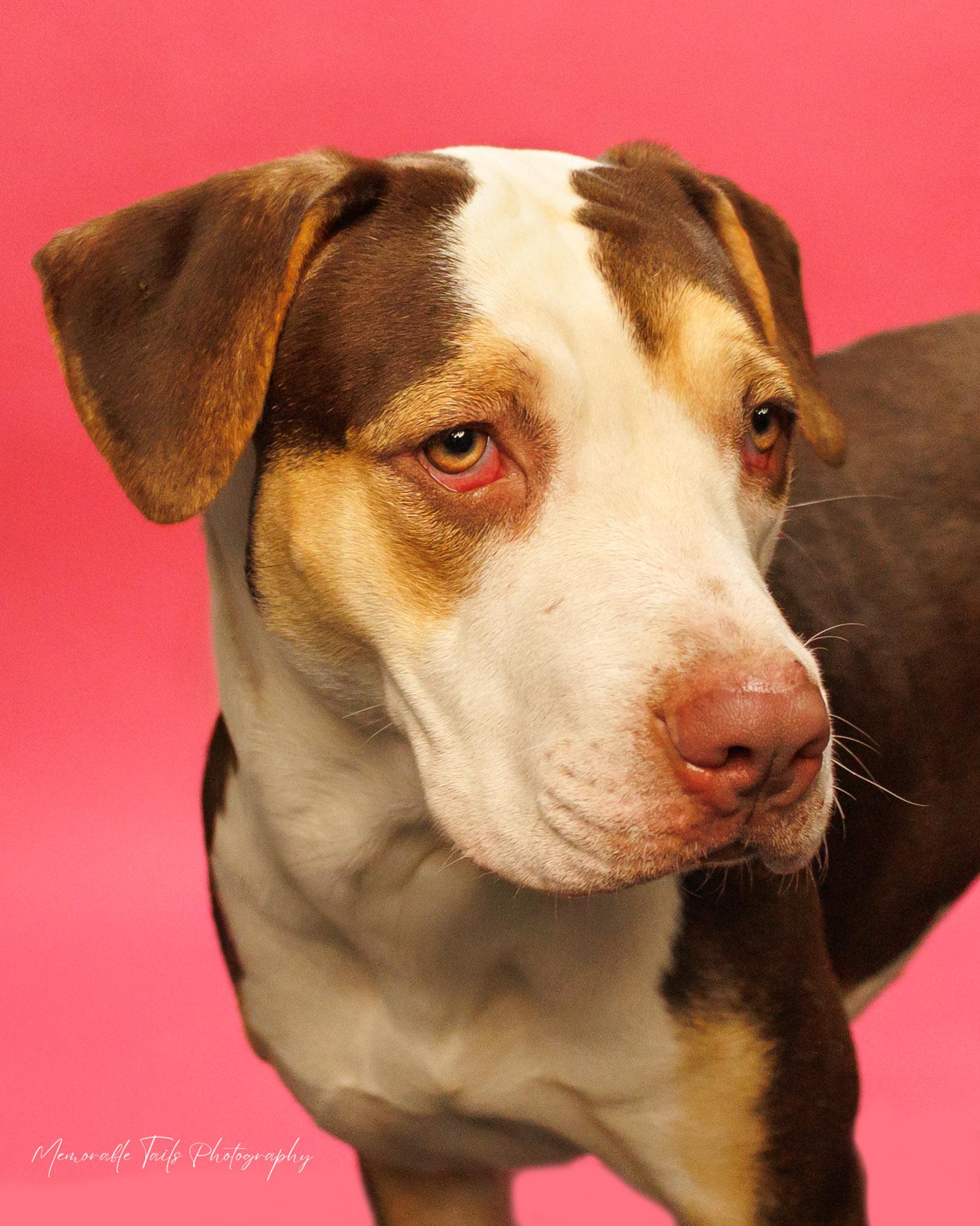 Opal, an adopted Mixed Breed in Argyle, NY image 2/2