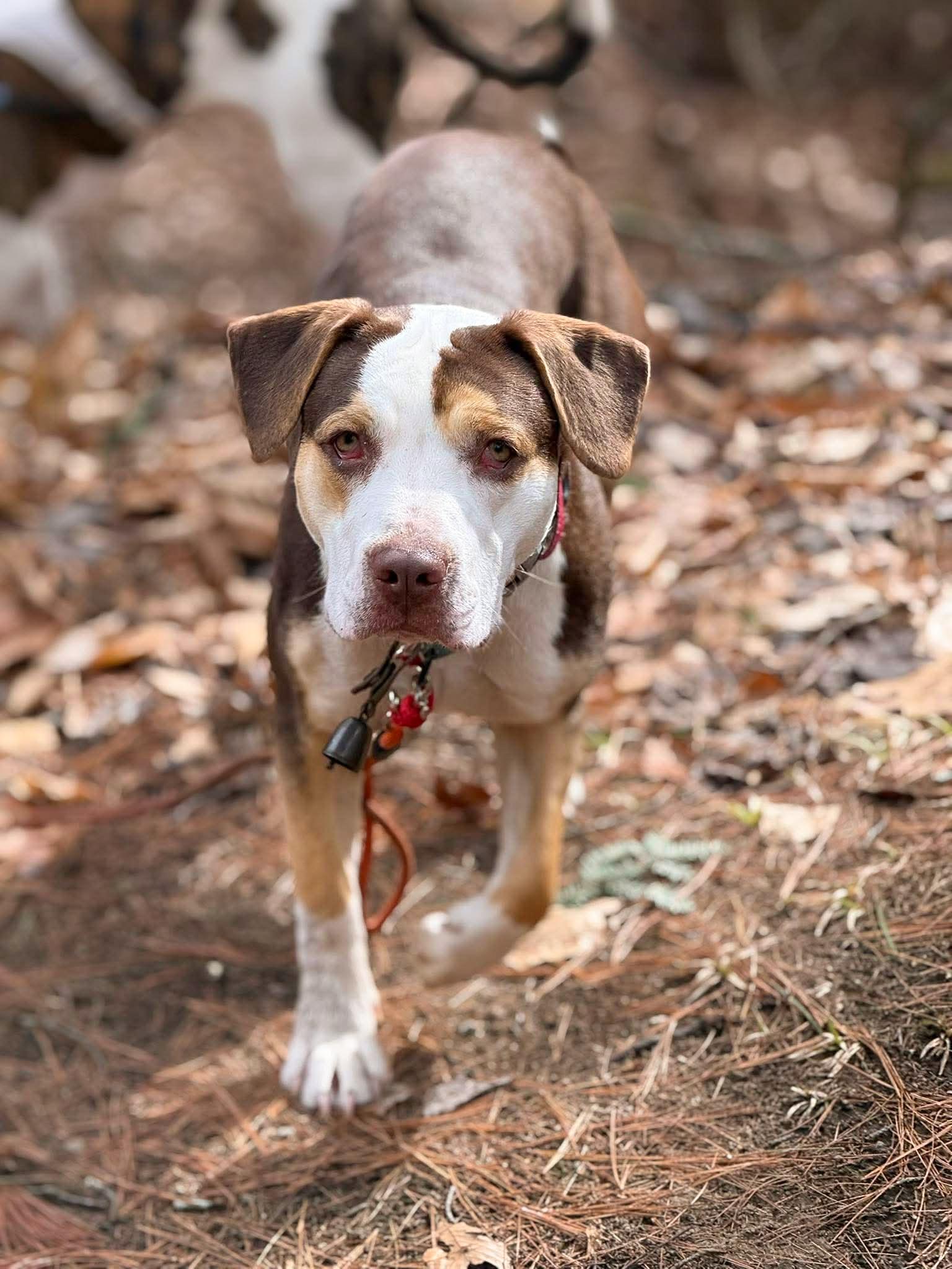 Enlarge Opal, an adoptable Mixed Breed in Argyle, NY image 1/6