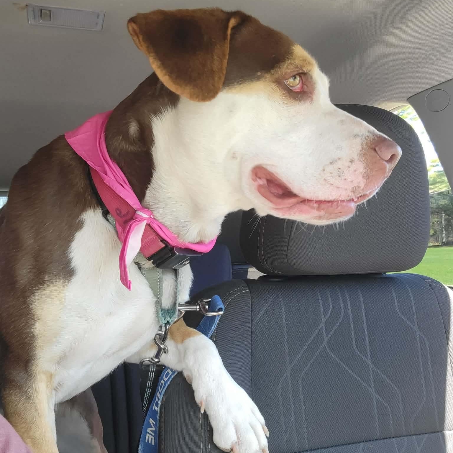 Enlarge Opal, an adoptable Mixed Breed in Argyle, NY image 2/6