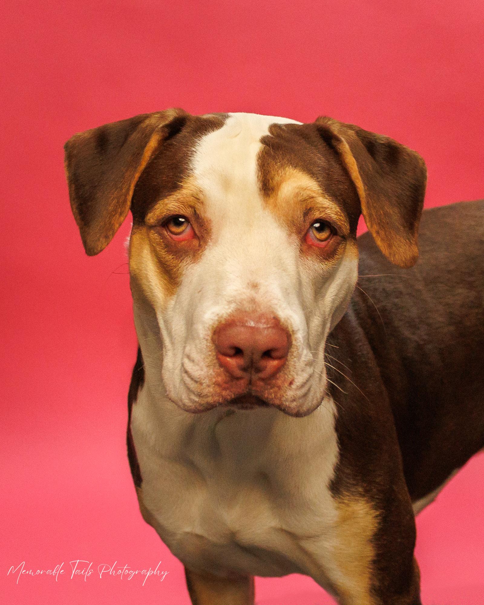 Opal, adopted, Puppy Female Mixed Breed.