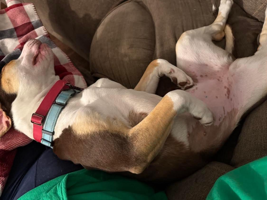 Enlarge Opal, an adoptable Mixed Breed in Argyle, NY image 2/6