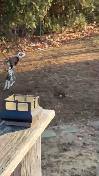 Enlarge Opal, an adoptable Mixed Breed in Argyle, NY video 3/6