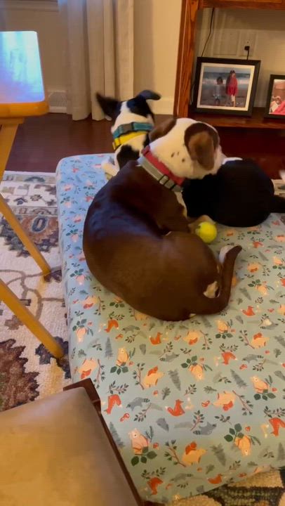 Enlarge Opal, an adoptable Mixed Breed in Argyle, NY video 5/6