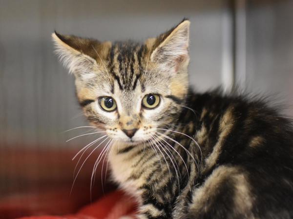 Cassie, Adoptable, Kitten Female Domestic Short Hair.