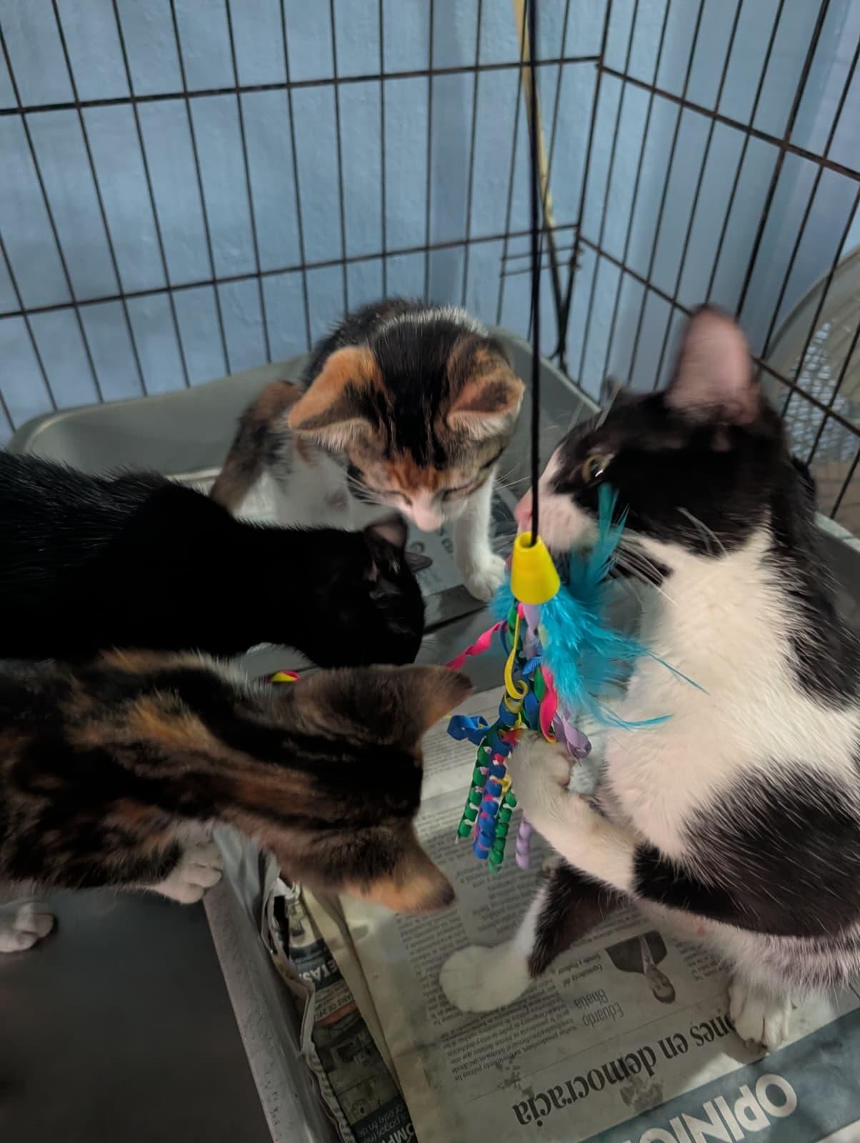 Enlarge Lola, a ADOPTABLE Domestic Short Hair in San Juan, PR image 2/6