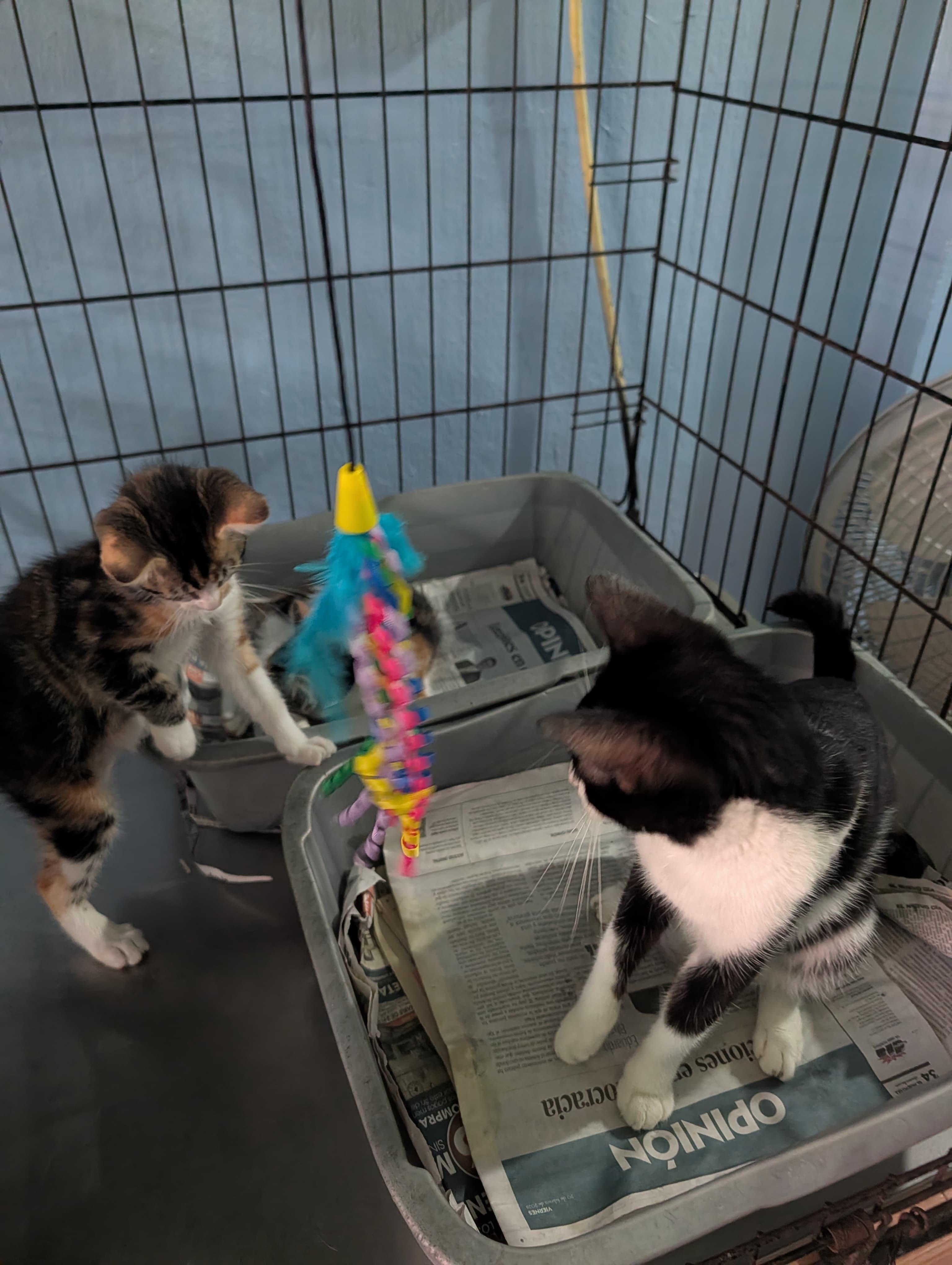 Enlarge Lola, a ADOPTABLE Domestic Short Hair in San Juan, PR image 3/6