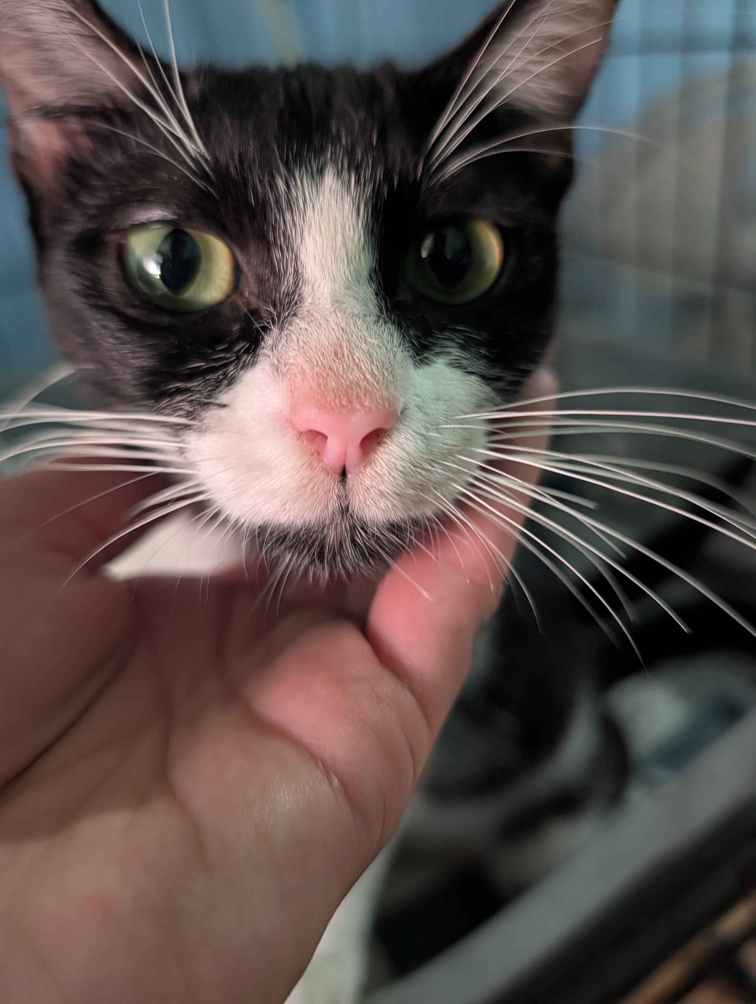 Enlarge Lola, a ADOPTABLE Domestic Short Hair in San Juan, PR image 4/6