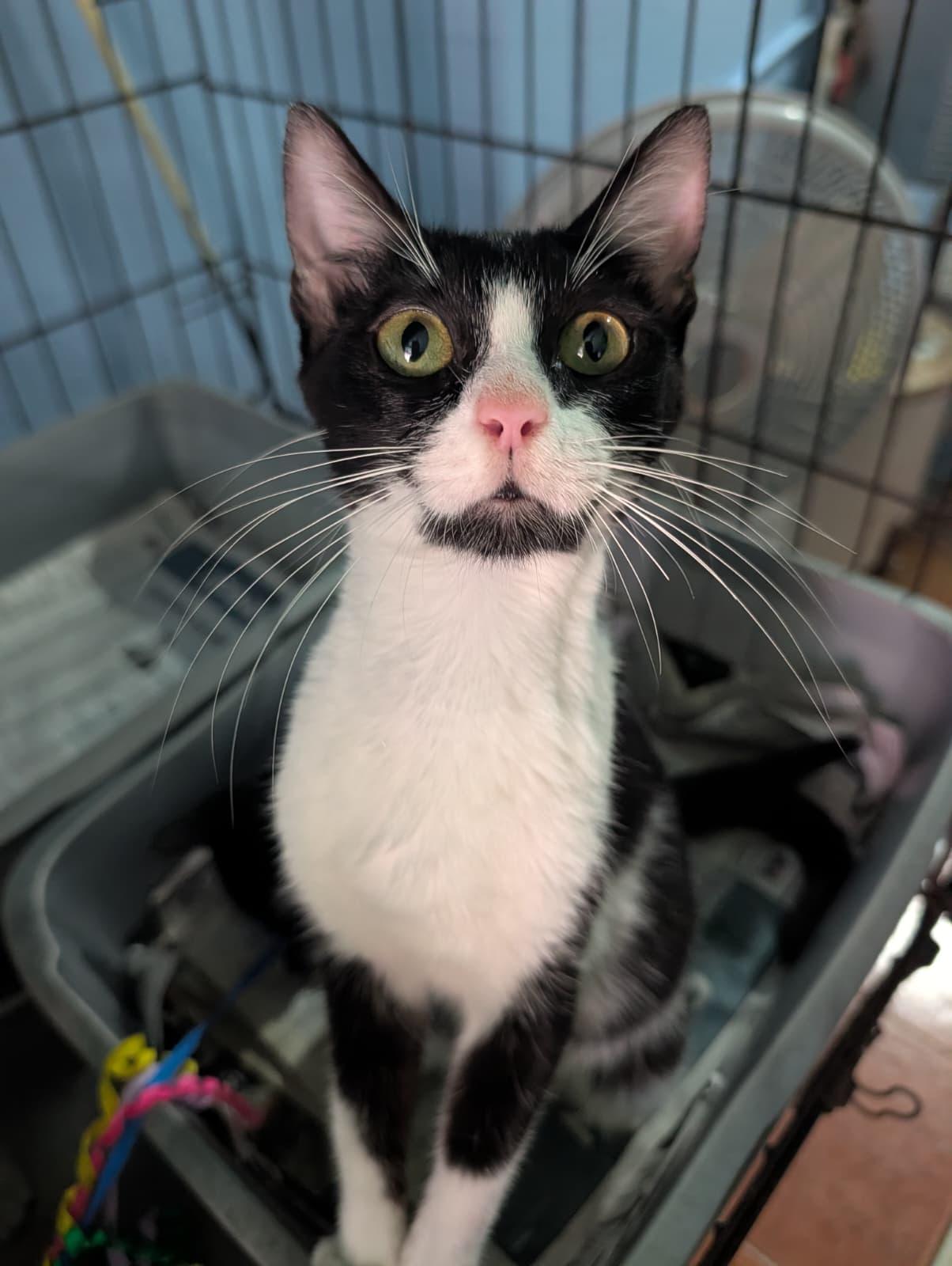 Enlarge Lola, a ADOPTABLE Domestic Short Hair in San Juan, PR image 1/6