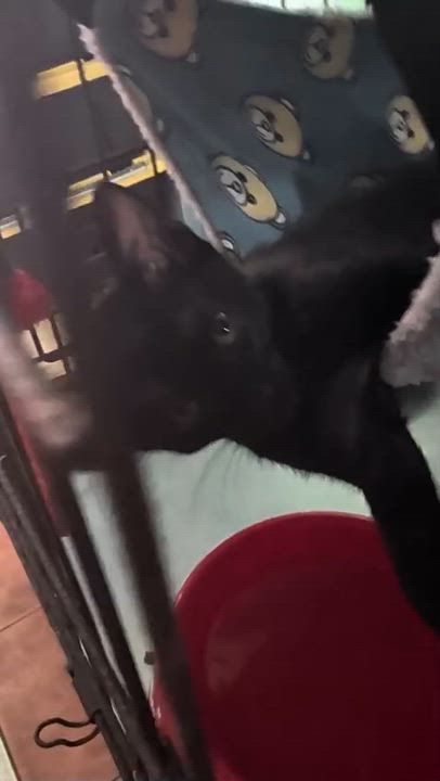 Enlarge Lola, a ADOPTABLE Domestic Short Hair in San Juan, PR video 5/6