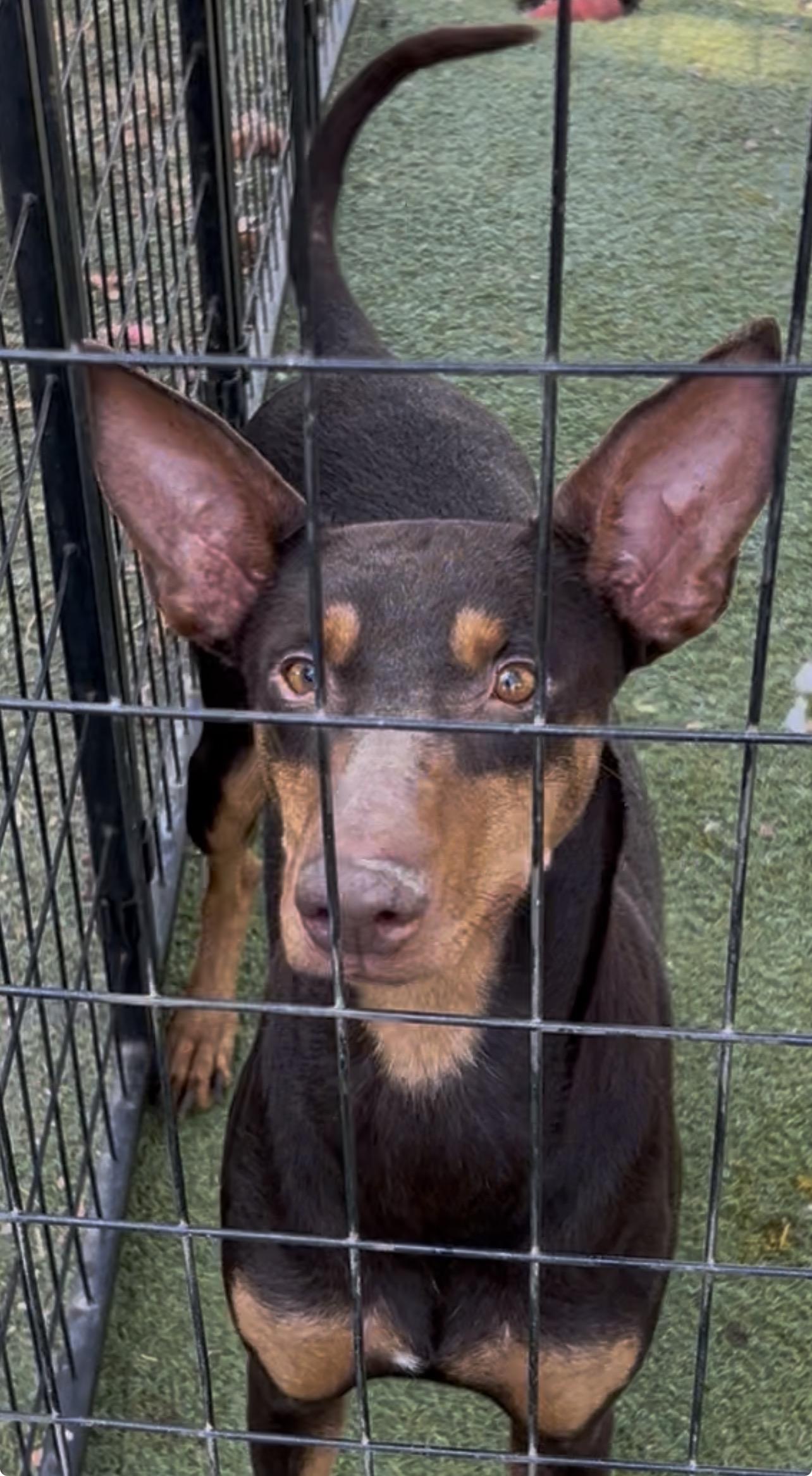 Bondi, a ADOPTABLE Australian Kelpie in Woodland, CA image 1/2
