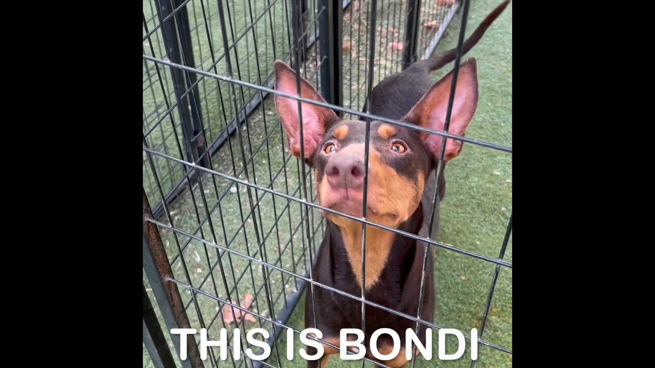 Enlarge Bondi, a ADOPTABLE Australian Kelpie in Woodland, CA video 2/2