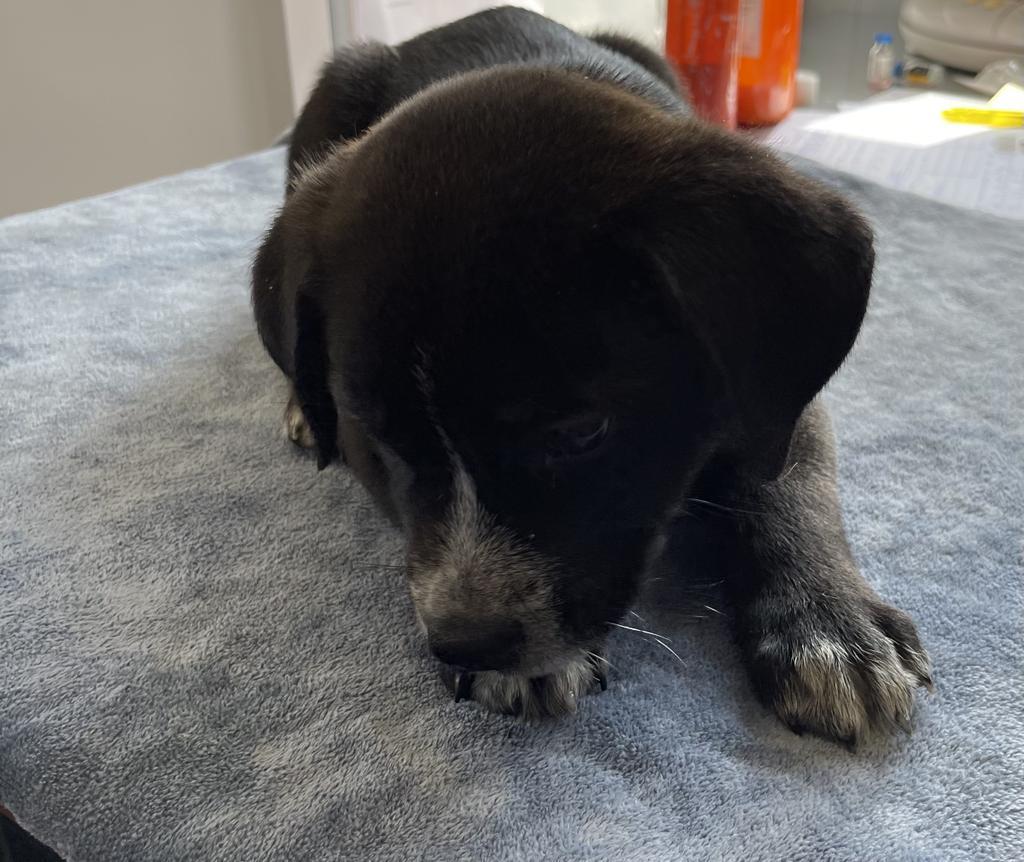 Basil, Adoptable, Adult Male Labrador Retriever & Rottweiler.