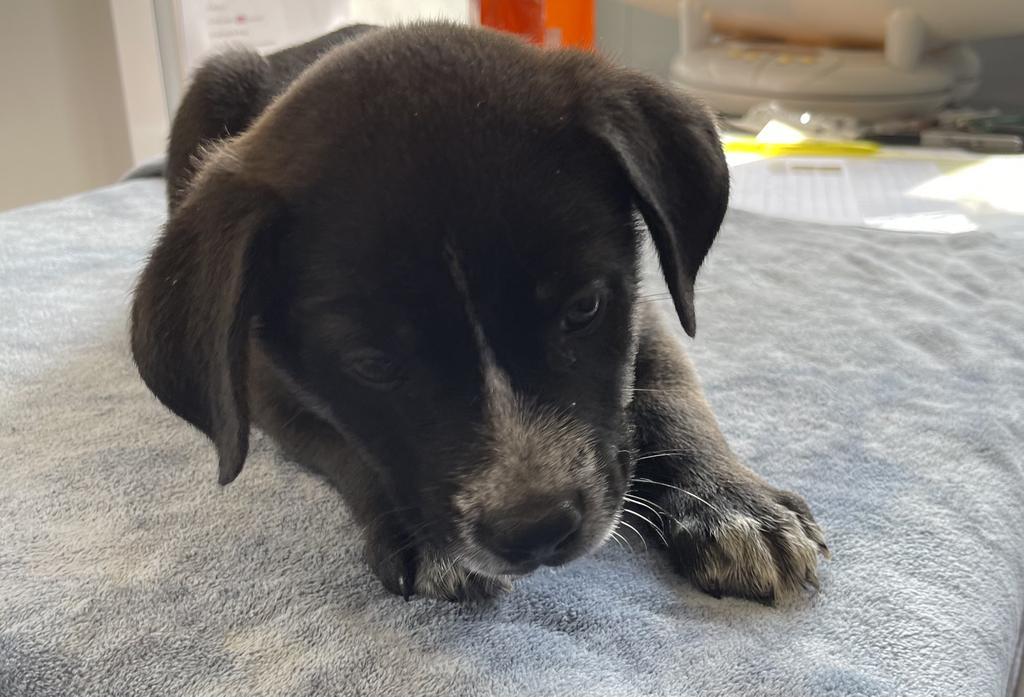 Basil, a Adoptable mixed breed in Fayetteville, TN image 2/4