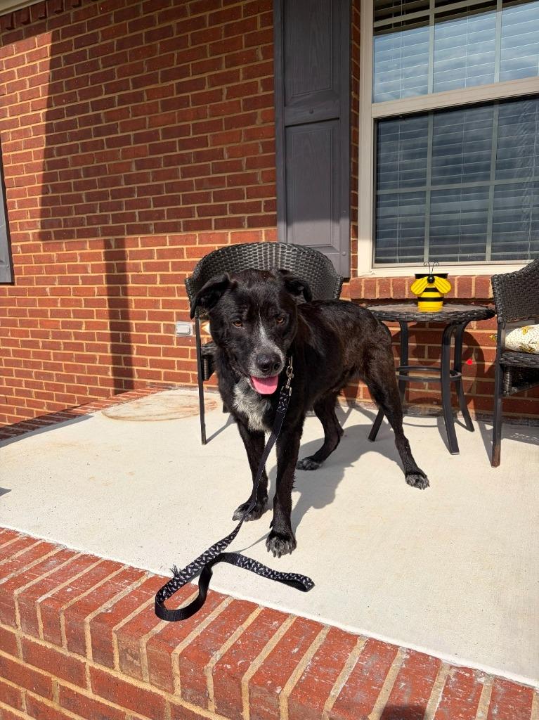 Buddy, a Adoptable mixed breed in Fayetteville, TN image 1/3