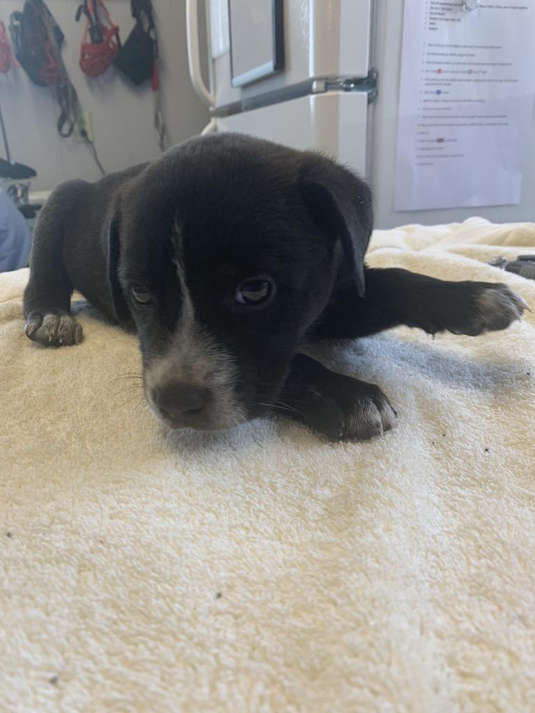 Basil, a Adoptable mixed breed in Fayetteville, TN image 3/4