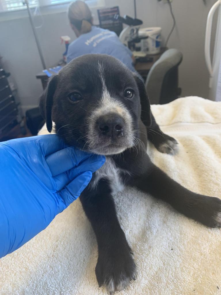 Basil, a Adoptable mixed breed in Fayetteville, TN image 4/4