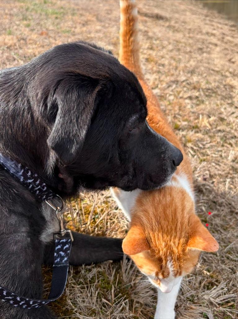 Buddy, a Adoptable mixed breed in Fayetteville, TN image 2/3
