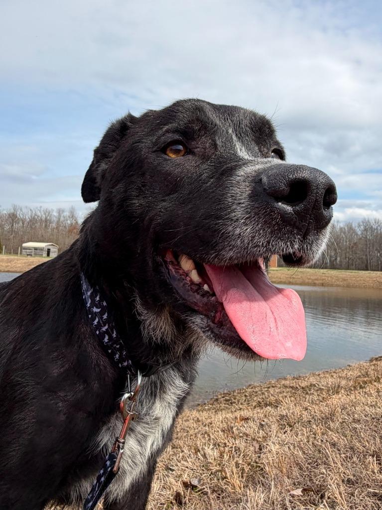 Buddy, a Adoptable mixed breed in Fayetteville, TN image 3/3