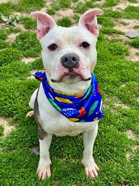 Enlarge SHRIMP, a Adoptable mixed breed in Olivette, MO image 1/1