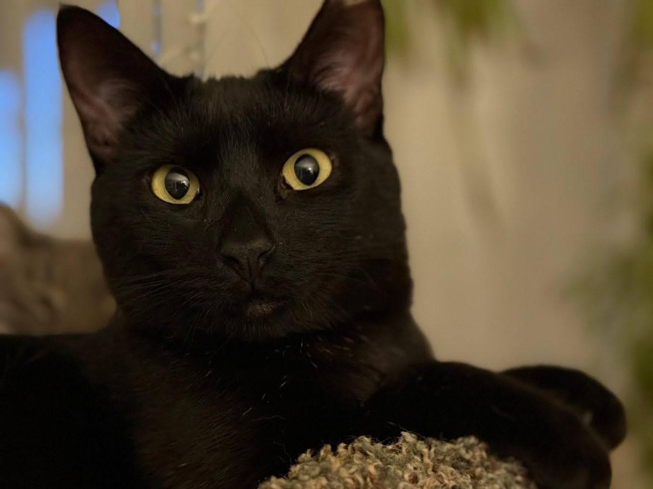 Enlarge Noa, a Adoptable Domestic Short Hair in Woodland, CA image 2/2