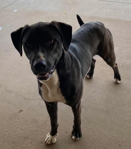 Enlarge Bashful, a Adoptable mixed breed in Lampasas, TX image 1/3