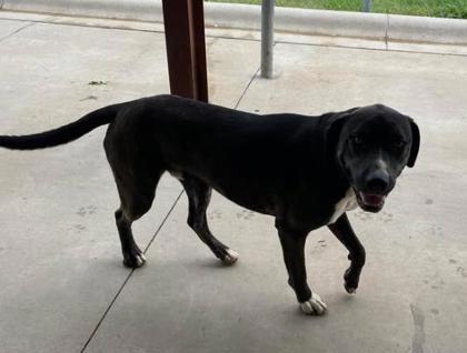 Bashful, a Adoptable mixed breed in Lampasas, TX image 1/3